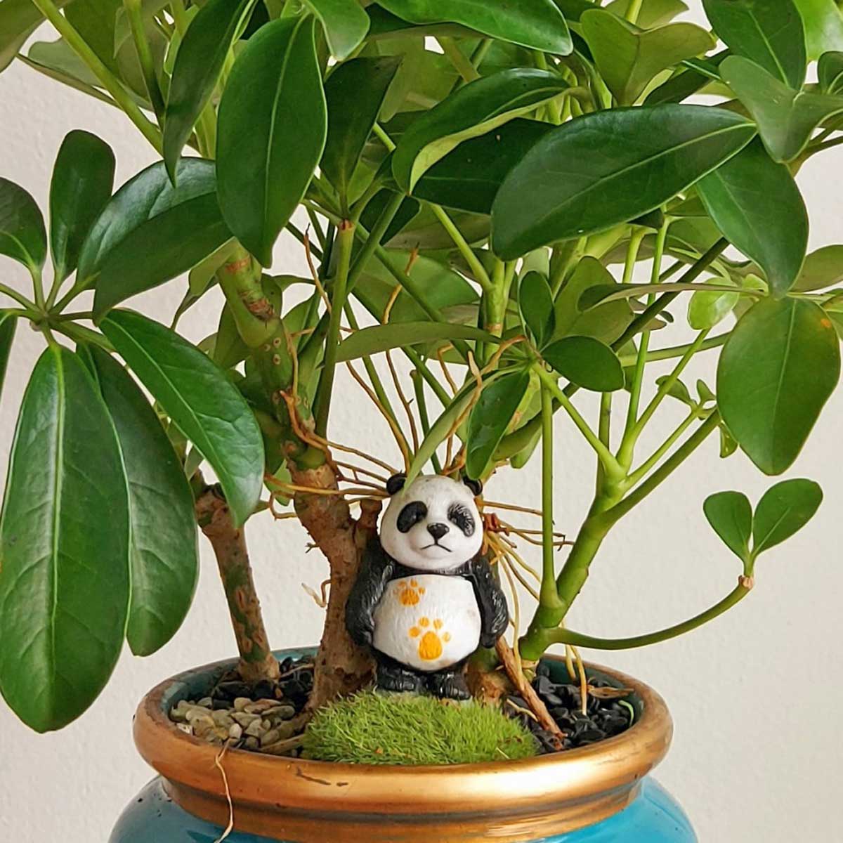 cay ngu gia bi bonsai