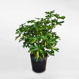 cay ngu gia bi cam thach 1