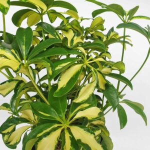 cay ngu gia bi cam thach 2