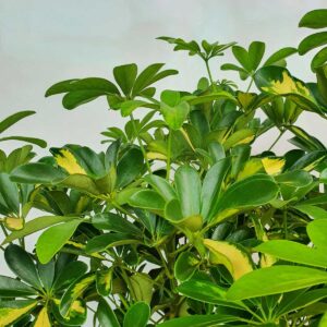 cay ngu gia bi cam thach 2