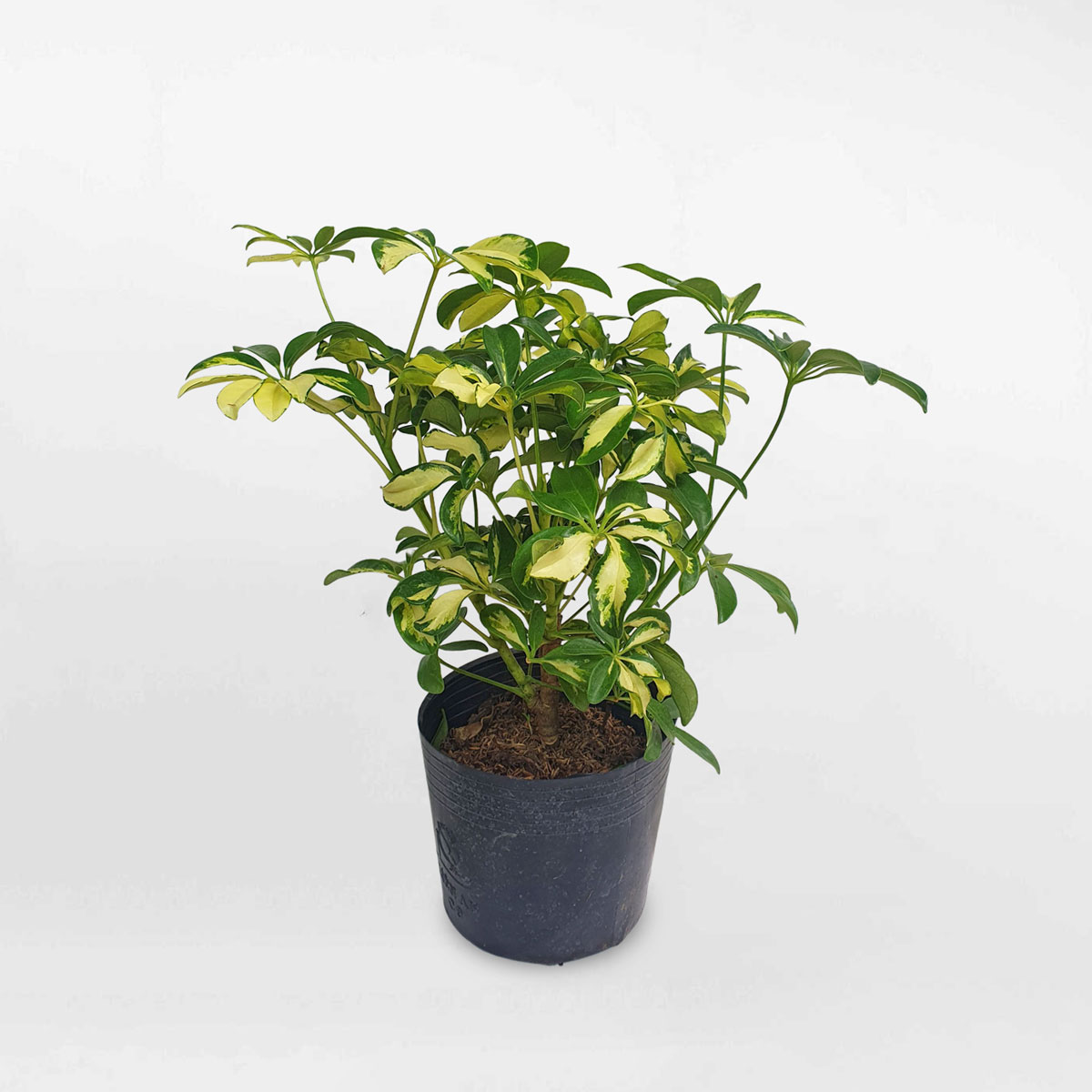 cay ngu gia bi cam thach