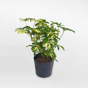 cay ngu gia bi cam thach