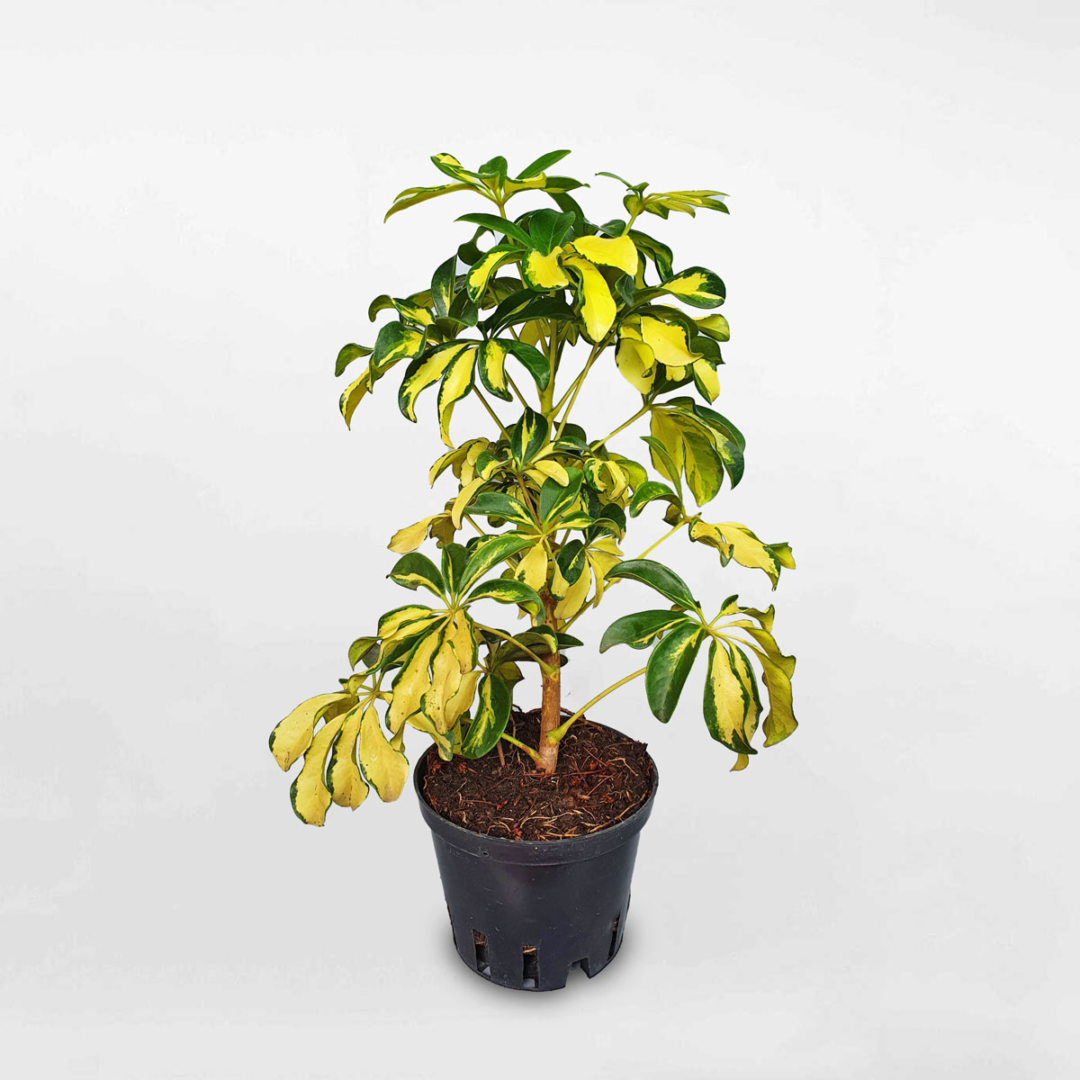 cây ngũ gia bì cẩm thạch