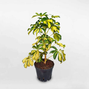 cây ngũ gia bì cẩm thạch