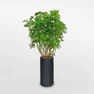 cay ngu gia bi chau da mai 1