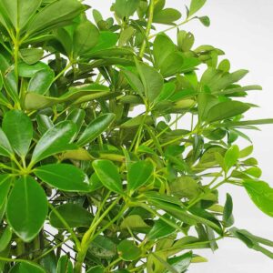 cay ngu gia bi chau da mai 2