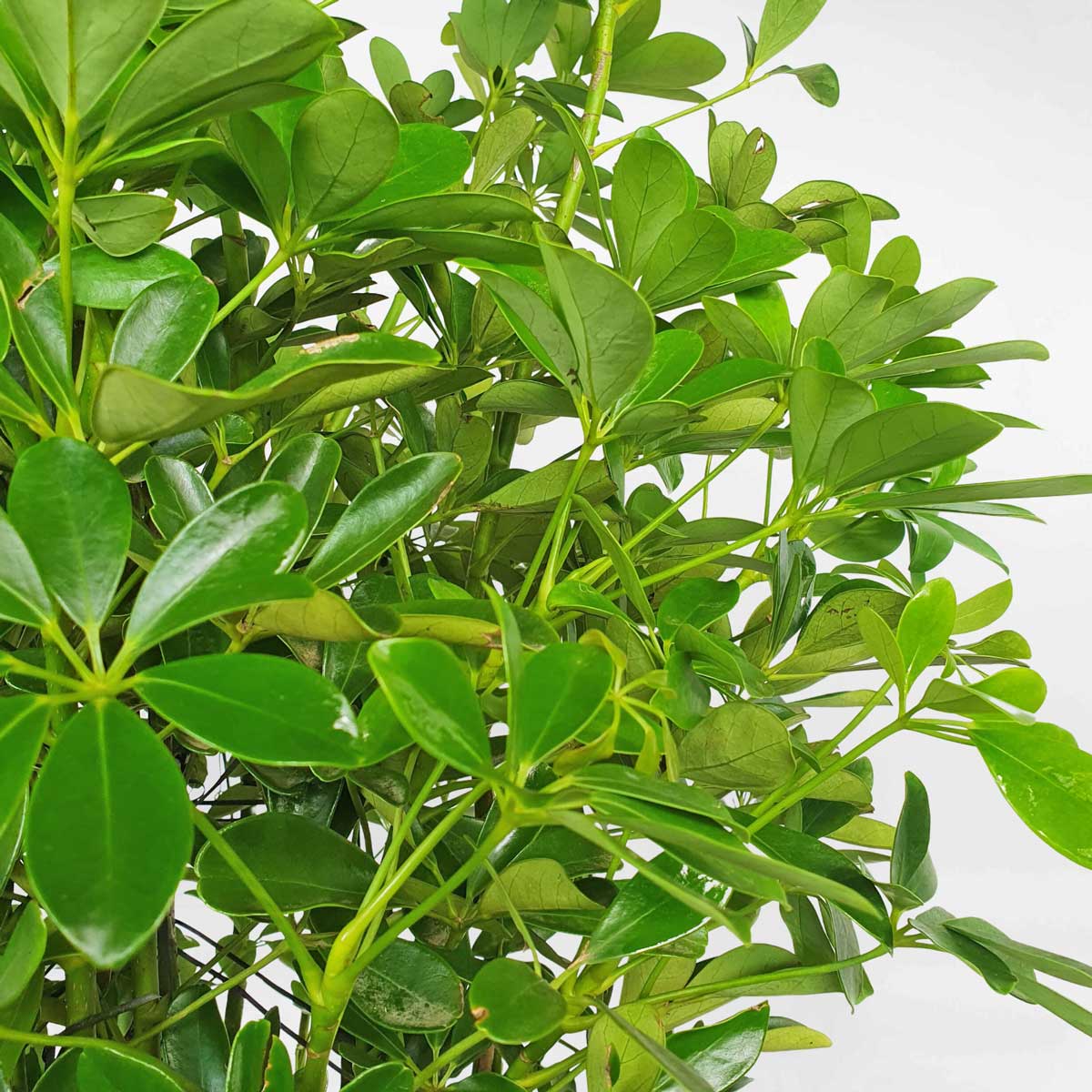 cay ngu gia bi chau da mai 2