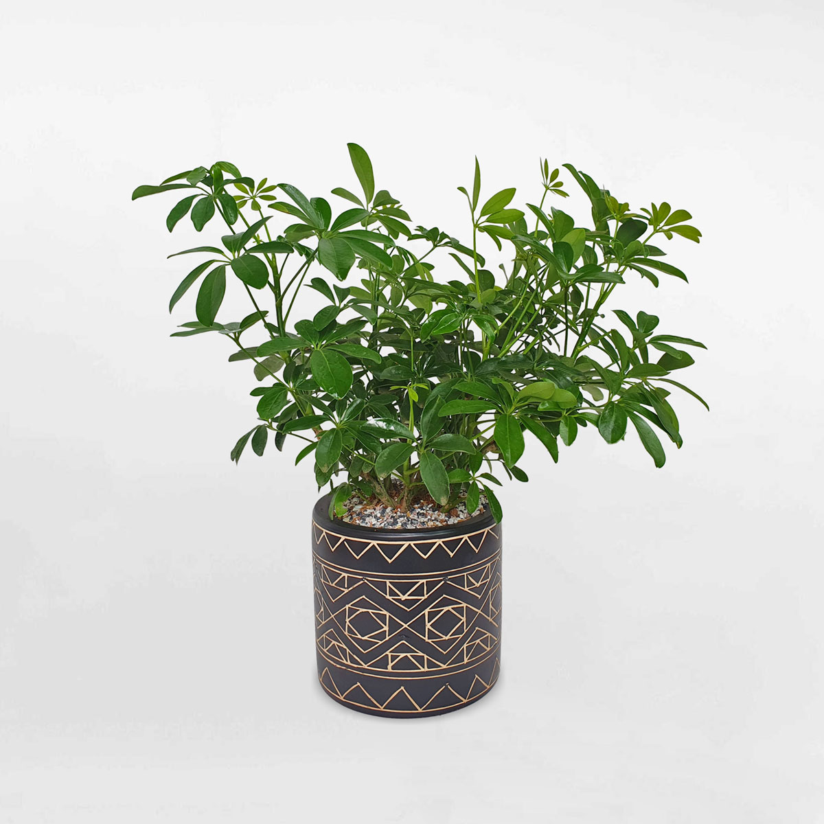 cay ngu gia bi chau su hoa tiet trang tri