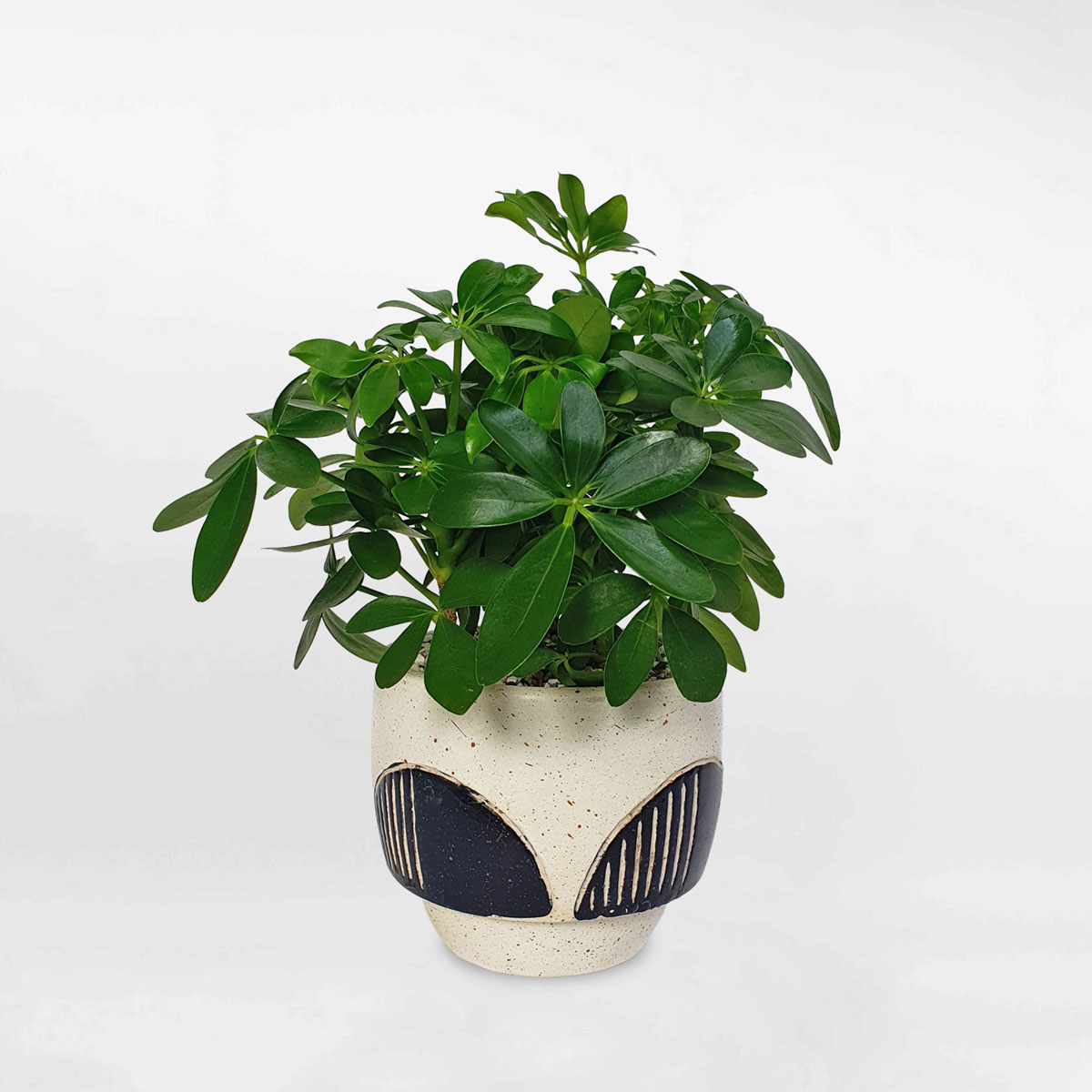 cay ngu gia bi de ban chau dat nung