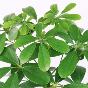 cay ngu gia bi thuy sinh 1 1