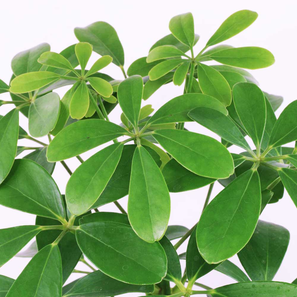 cay ngu gia bi thuy sinh 1 1