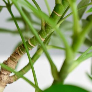 cay ngu gia bi thuy sinh 2 1