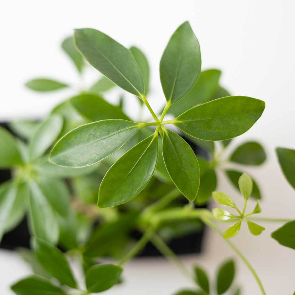 cay ngu gia bi thuy sinh 3 1