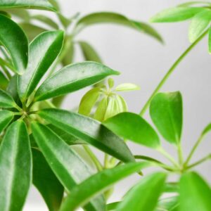 cay ngu gia bi thuy sinh 4 1