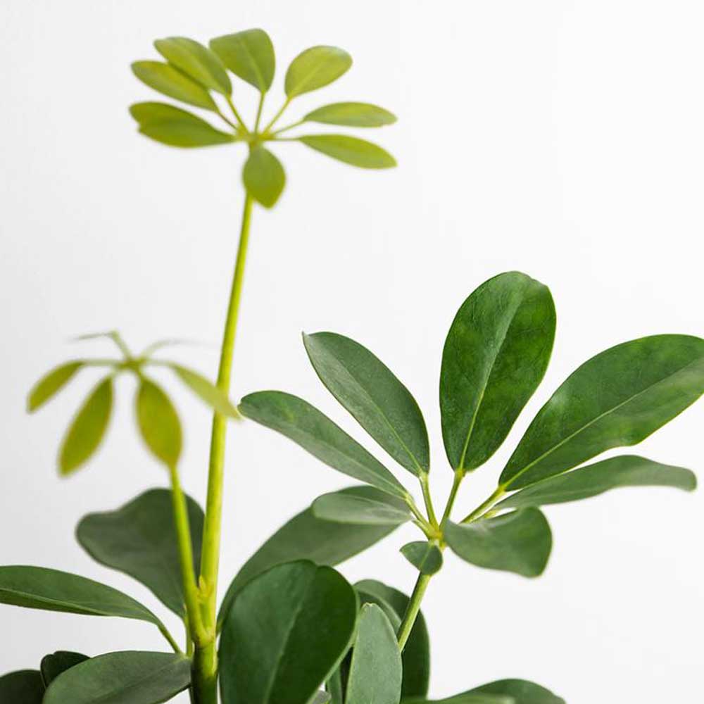 cay ngu gia bi thuy sinh 5 1