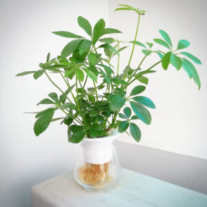 cay ngu gia bi thuy sinh mowgarden