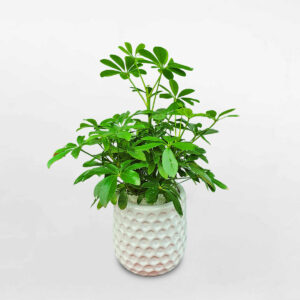 cây ngũ gia bì xanh