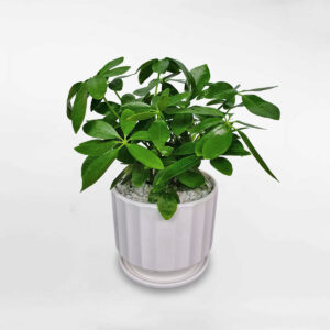 cay ngu gia bi xanh de ban chau men su