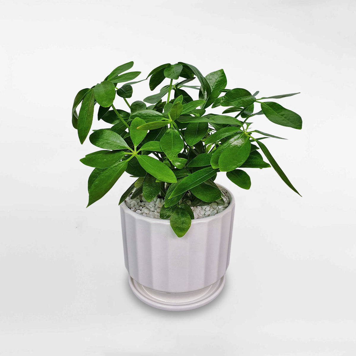 cay ngu gia bi xanh de ban chau men su