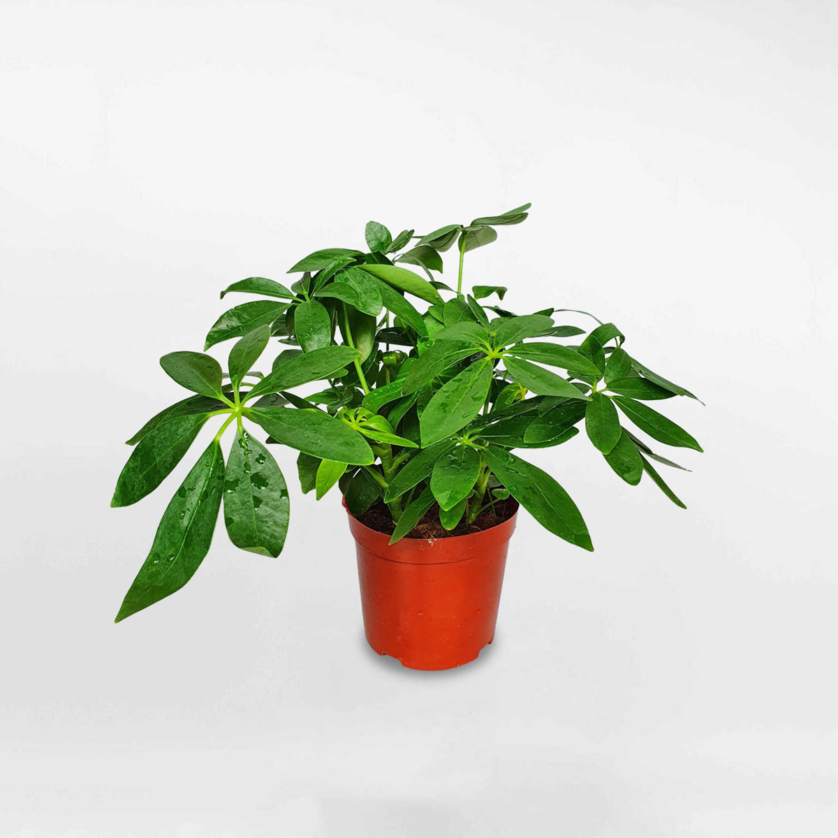 cay ngu gia bi xanh mini chau uom