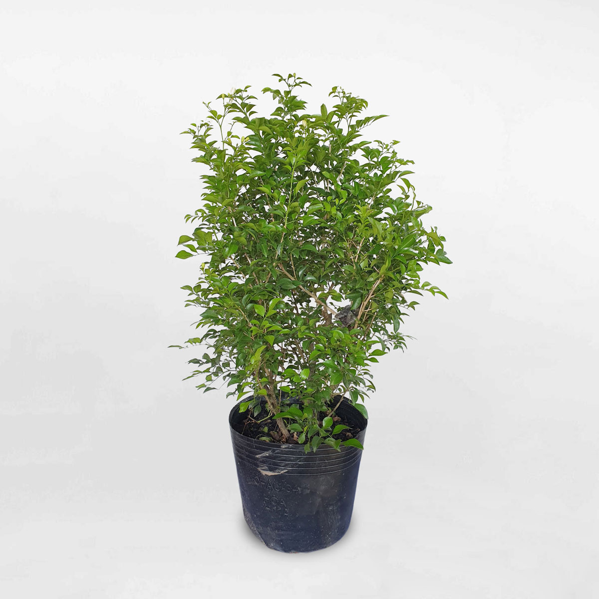 cay nguyet que chau uom