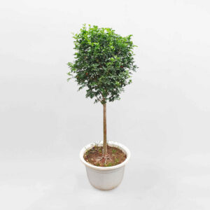 cay nguyet que dang tree tan tron 1