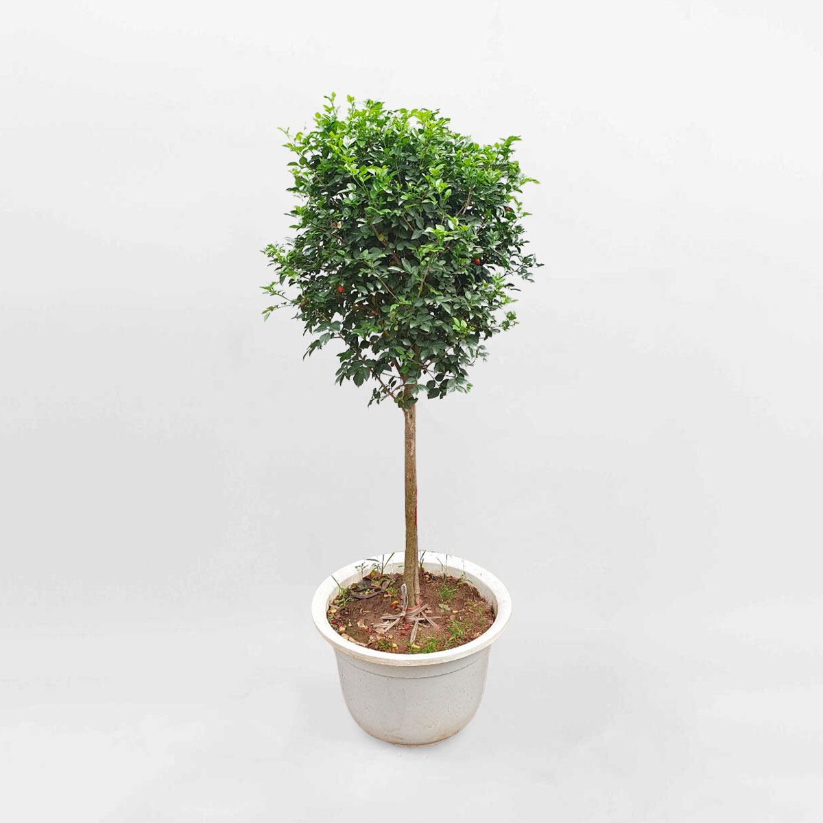 cay nguyet que dang tree tan tron 1