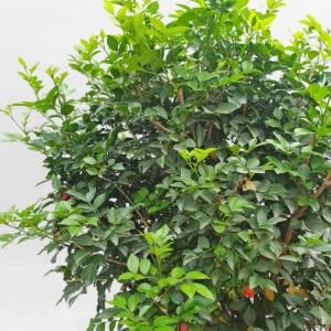 cay nguyet que dang tree tan tron 2