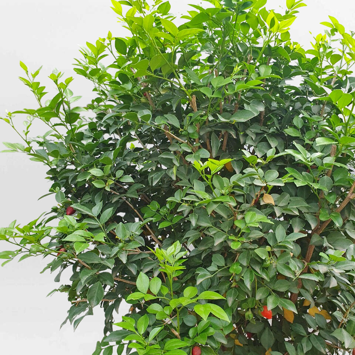 cay nguyet que dang tree tan tron 2