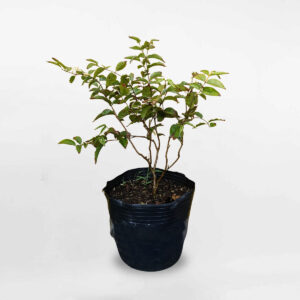 cay nho than go 12 vu