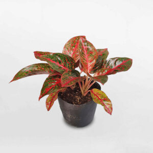 cay nhu y chau uom aglaonema red stardust 1