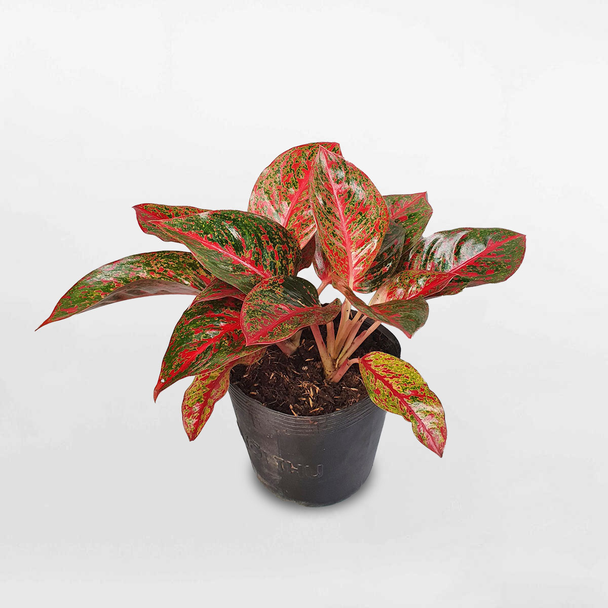 cay nhu y chau uom aglaonema red stardust 1