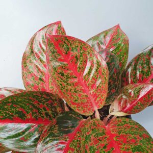 cay nhu y chau uom aglaonema red stardust 2
