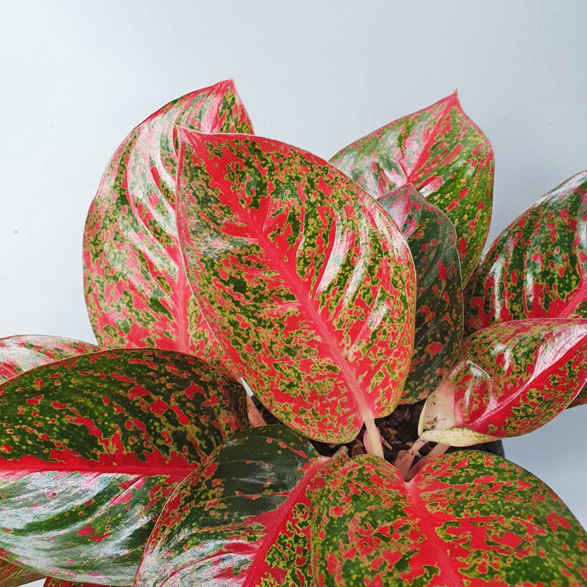 cay nhu y chau uom aglaonema red stardust 2
