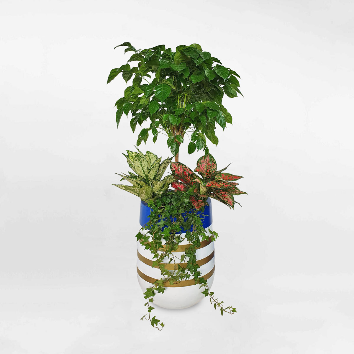 cay noi that mix chau da mai son