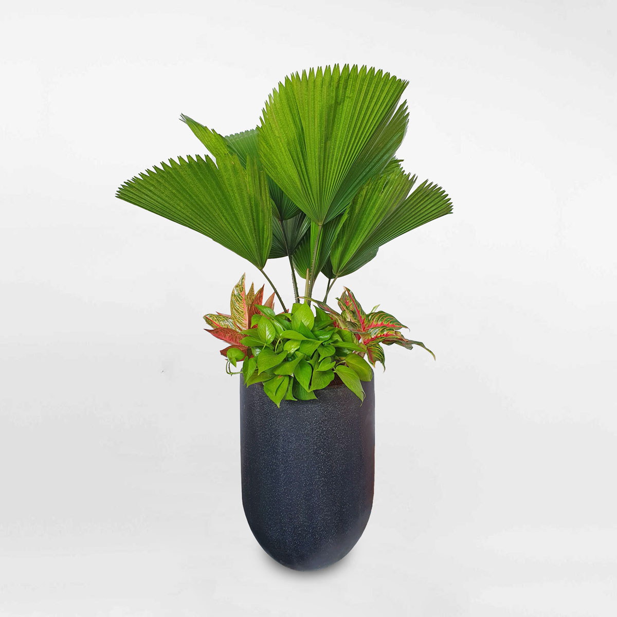 cay noi that mix co nhat chau da mai