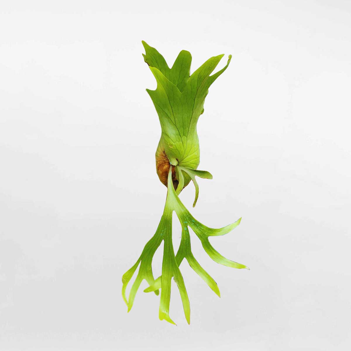 cay o rong treo tuong