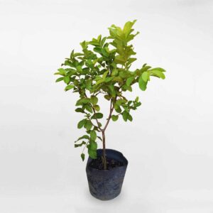 cay oi le dai loan 1