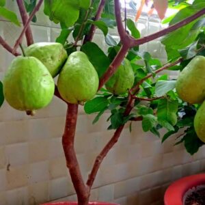 cay oi le dai loan 2