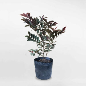 cay oi tim malaysia 1