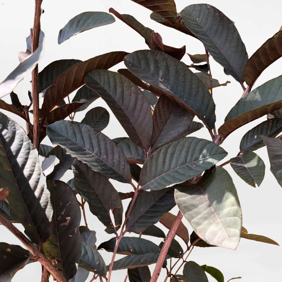 cay oi tim malaysia 2