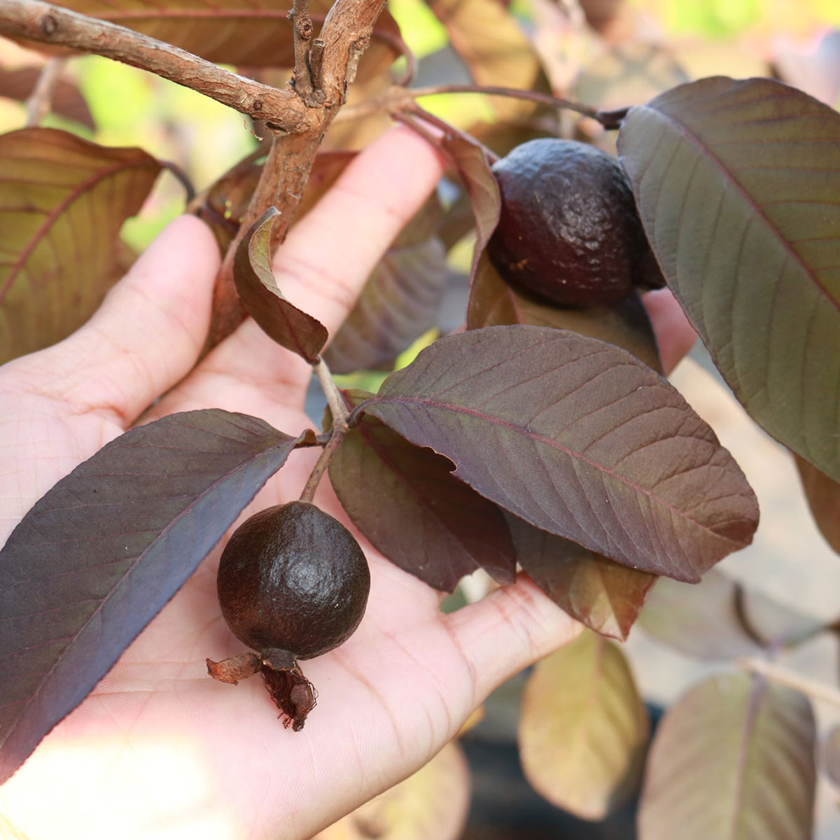 cay oi tim malaysia 3