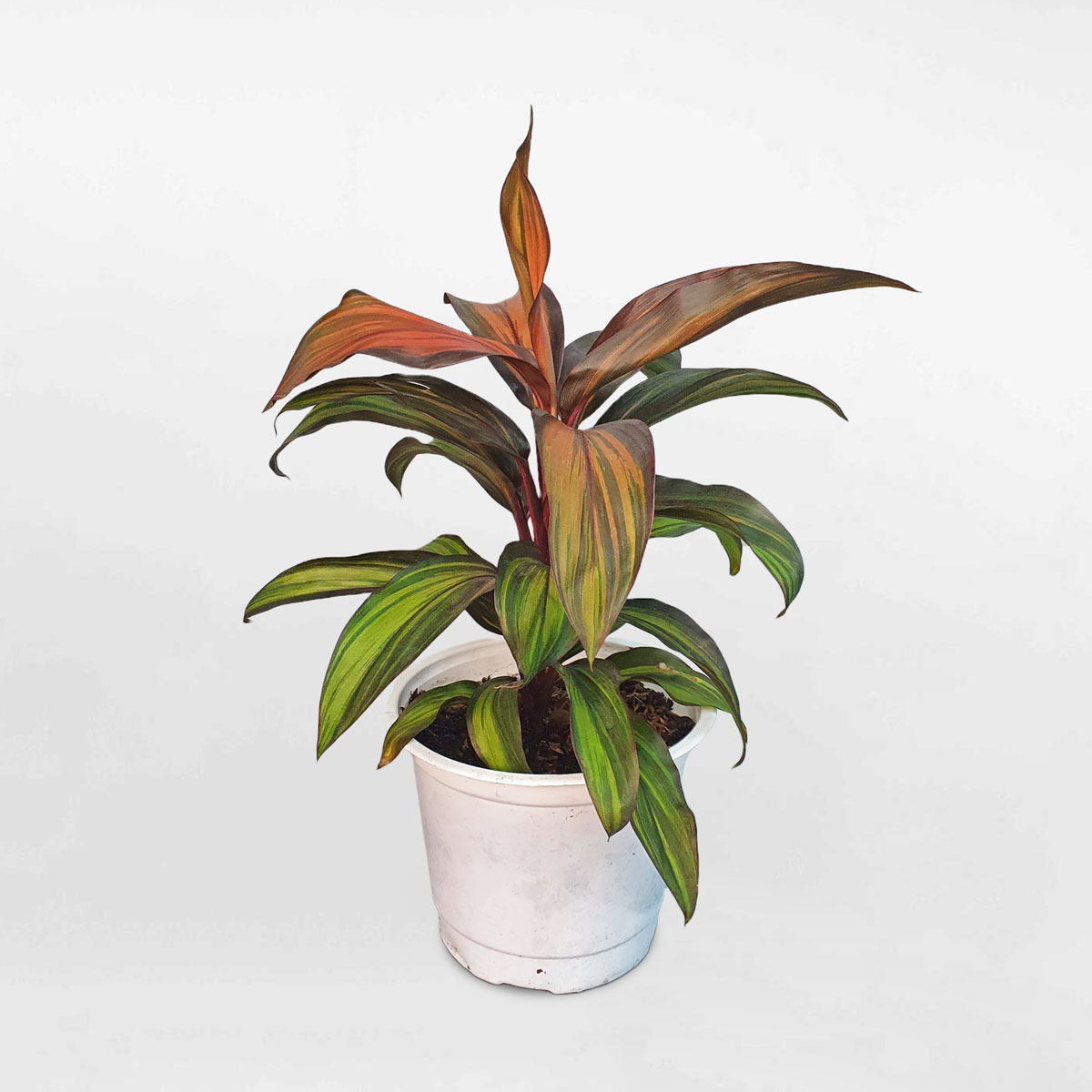 cay phat du bay sac cau vong 1