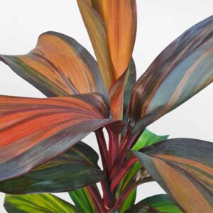 cay phat du bay sac cau vong 2