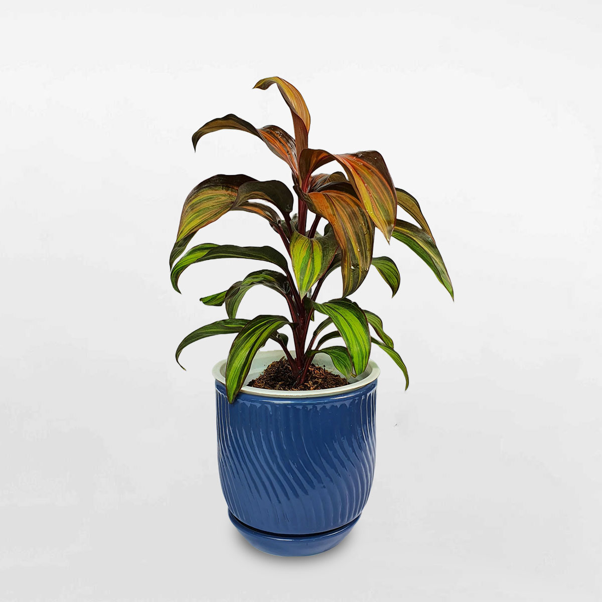 cay phat du bay sac cau vong chau dat nung