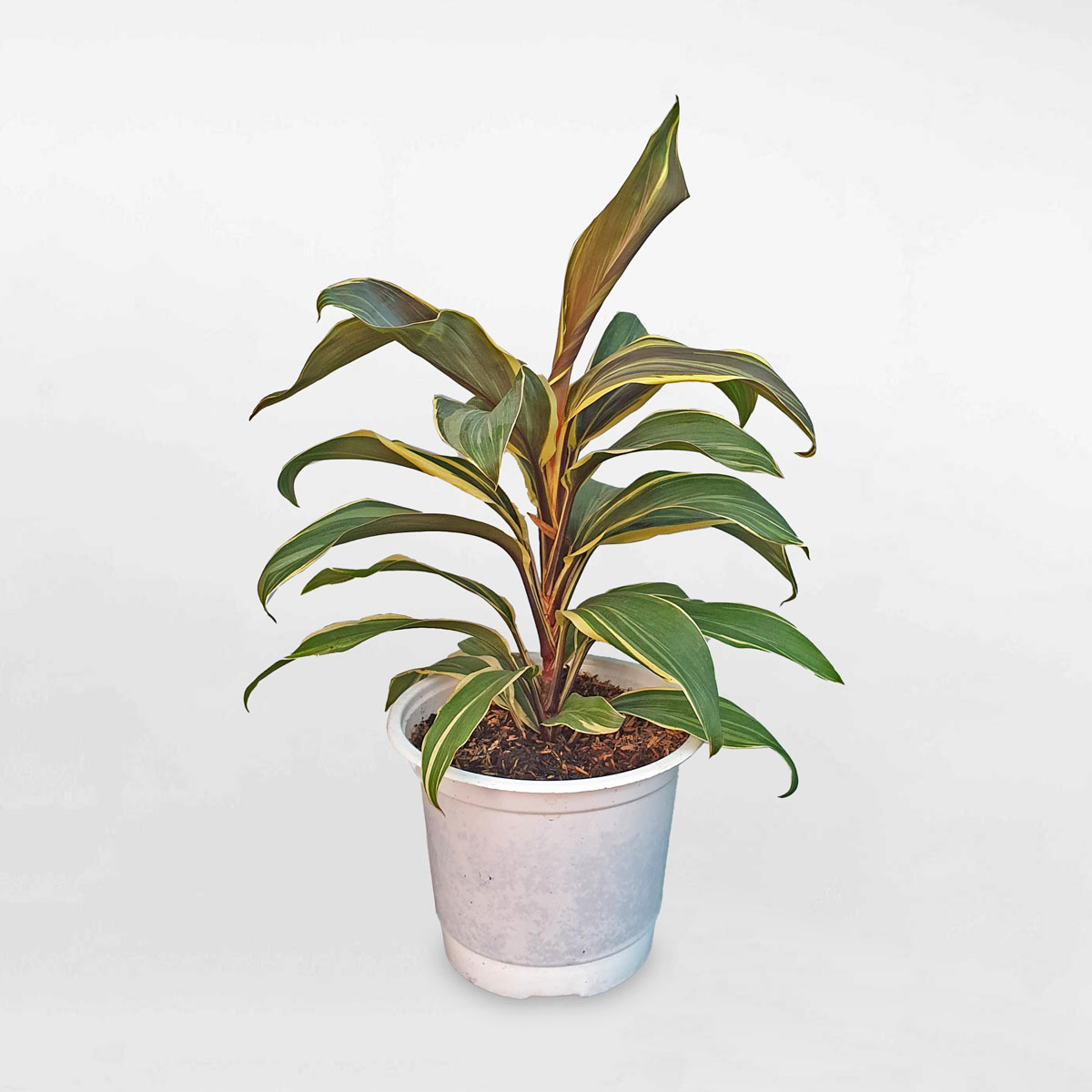 cay phat du mocha latte 1