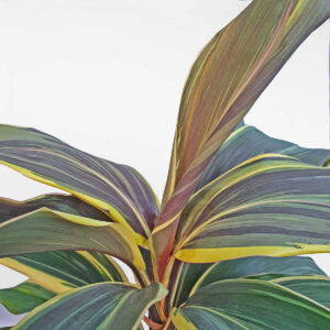 cay phat du mocha latte 2