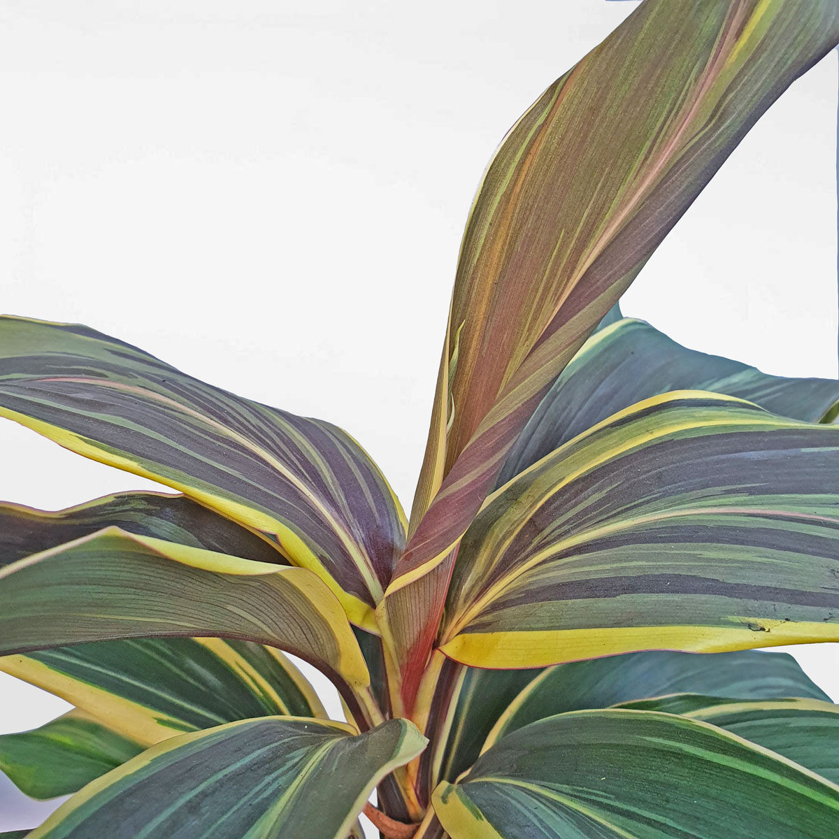 cay phat du mocha latte 2