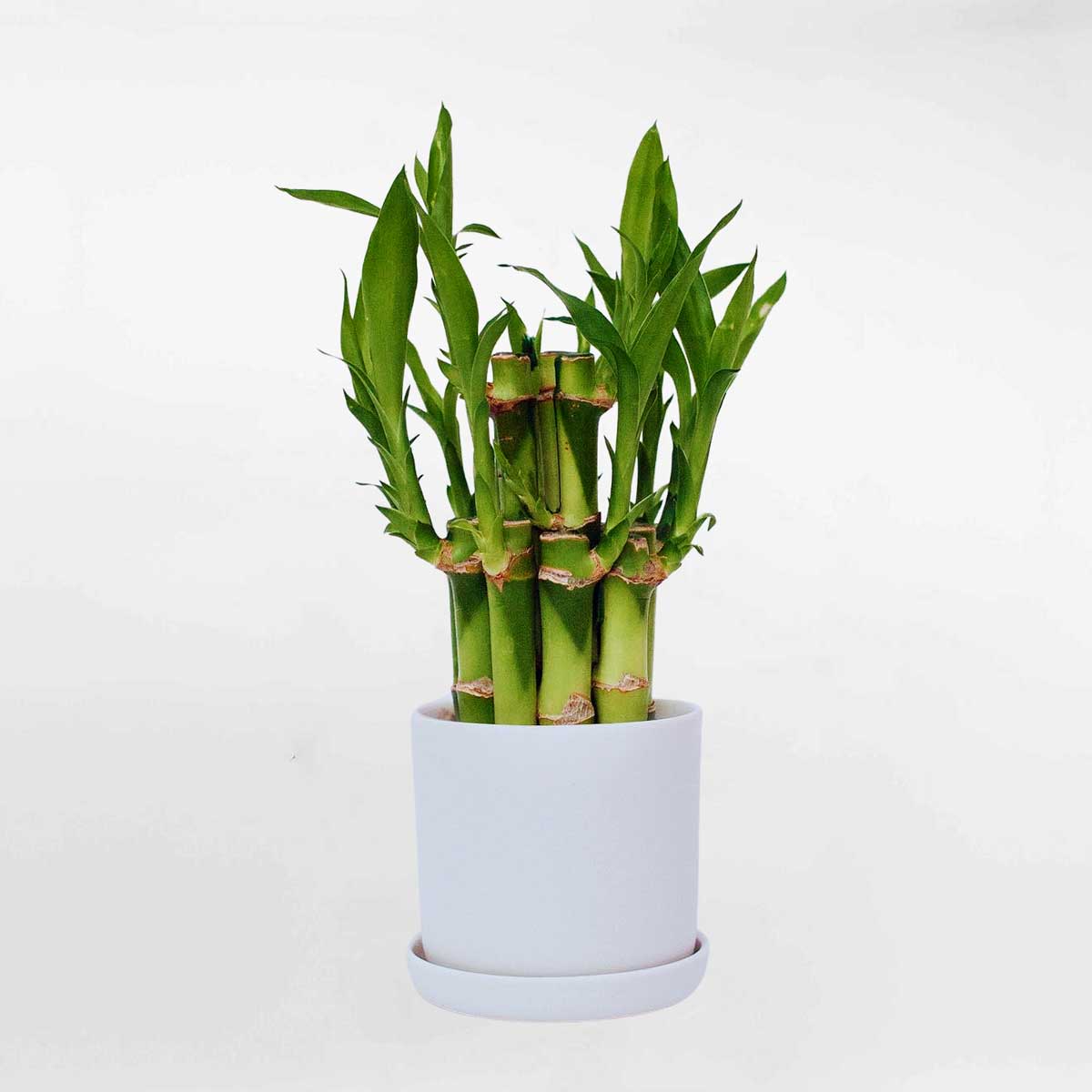 cay phat loc de ban 1