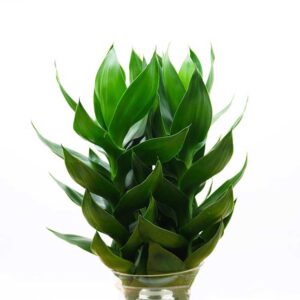 cay phat loc thuy sinh 2